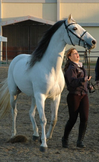 AB Racing Dream Equitation